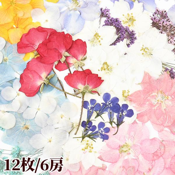 押し花 12枚/6房　全10種ゆうパケ30点可天然のお花を一輪ずつ丁寧に押し花に仕上げました。押し花はレジン封入すると透け感が出てなんとも言えない美しさがございます。大きな押し花はカット使用してもそのまま使用しても◎押し花は薄くとても繊細で...