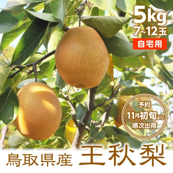 [Release date: November 4, 2025]■商品説明訳あり商品です。初冬に旬を迎える甘みと酸味のバランスのとれた大玉、鳥取県産の梨「王秋」です。青梨の代表品種「二十世紀梨」と中国梨「慈梨(ツーリー)」を掛け合わせたもの...