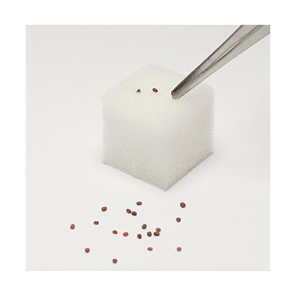 ルッコラ種子付きスポンジ培地 水耕栽培用ウレタン培地60個 Www Ktoridesfoundation Org