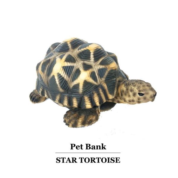 n-l_pet-bank-star-tortoise