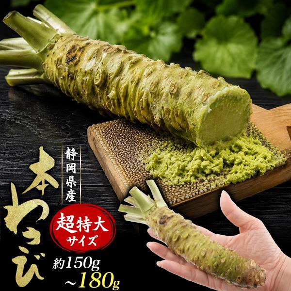本わさび 超特大 約150g〜180g 1本 静岡県産 生わさび わさび ワサビ