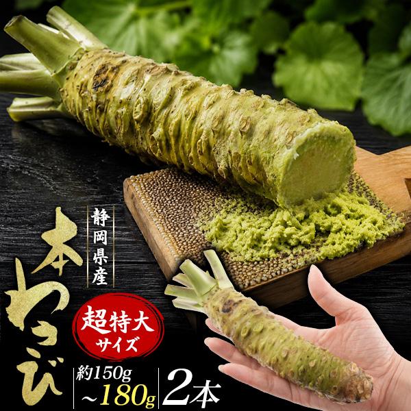 本わさび 超特大 約150g〜180g 2本 静岡県産 生わさび わさび ワサビ