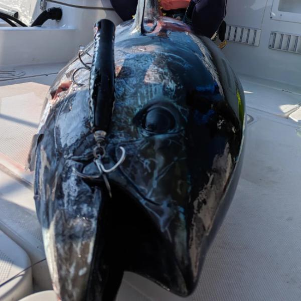 スカイグレイ コイノボリポッパー230 モンスターツナ対応です スカイグレイ コイノボリポッパー230 モンスターツナ対応です