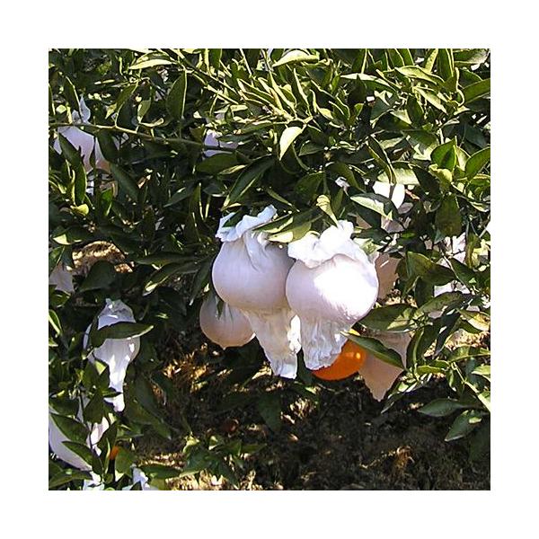  500 llbg 񂫂p XgbLO^Cv ʎ K-21 ʎ| | F{Xi594-20005-500j