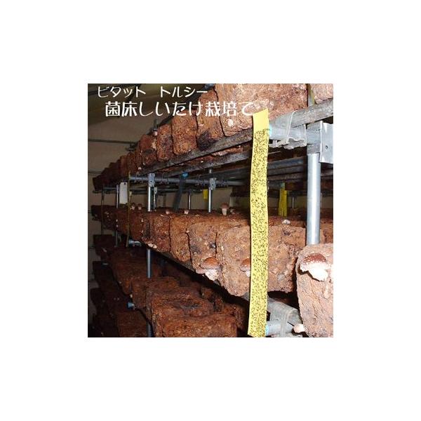 QߊlS r^bg gV[L25P  10×70cm 25/ | F{Xi101-99025j