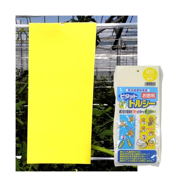 QߊlS r^bg gV[M50P  10×23cm 50/ | F{Xi311-B2401j