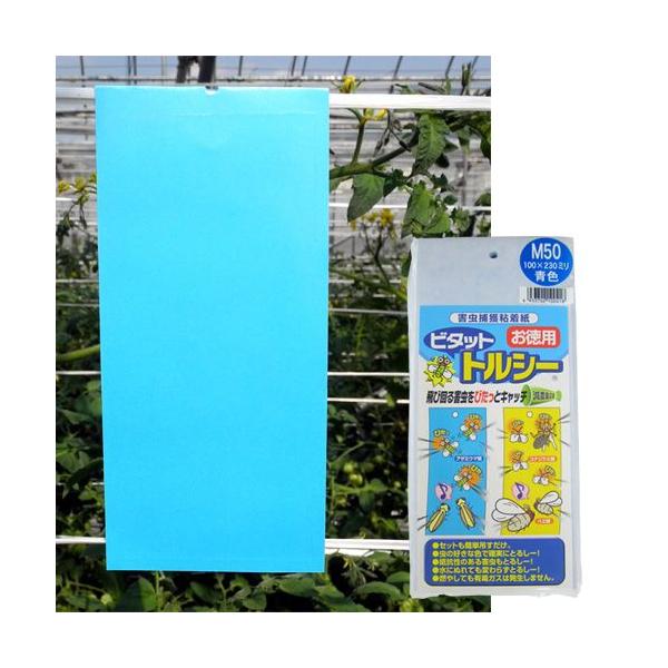 QߊlS r^bg gV[M50P  10×23cm 50/ | F{Xi311-B2402j