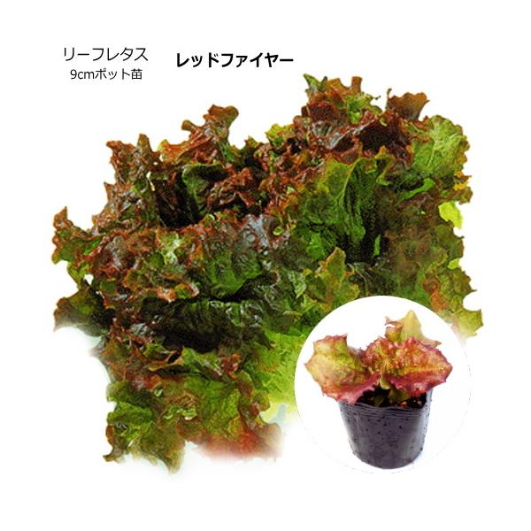 −特性− 色鮮やかで味の良いサニーレタス。　草勢旺盛！　作りやすい！　特に緑・赤の着色がすぐれ、やわらかで食味が良い。 −栽培方法− 窒素少な目の元肥主体で初期の成育を促しましょう。 酸性土を嫌うので、定植の2週間前に苦土石灰（1平米に10...