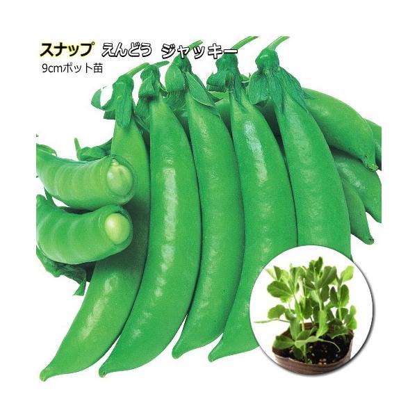 スナップえんどう 【 ジャッキー 】  9cmポット苗−特徴−草勢旺盛で側枝の発生もよく。サヤは肉厚でジューシー、甘くて歯切れがよくおいしい 。−注意−酸性土壌と連作は避けます。収穫期間が長いので、つるの伸び始め、開花期、収穫始めのころを目...