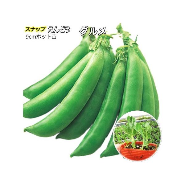 スナップえんどう 【 グルメ 】  9cmポット苗−特徴−草勢旺盛で側枝の発生もよく。サヤは肉厚でジューシー、甘くて歯切れがよくおいしい 。実が大きくなってもサヤが硬くならず、莢・実ともに食べられます。−注意−酸性土壌と連作は避けます。収穫...