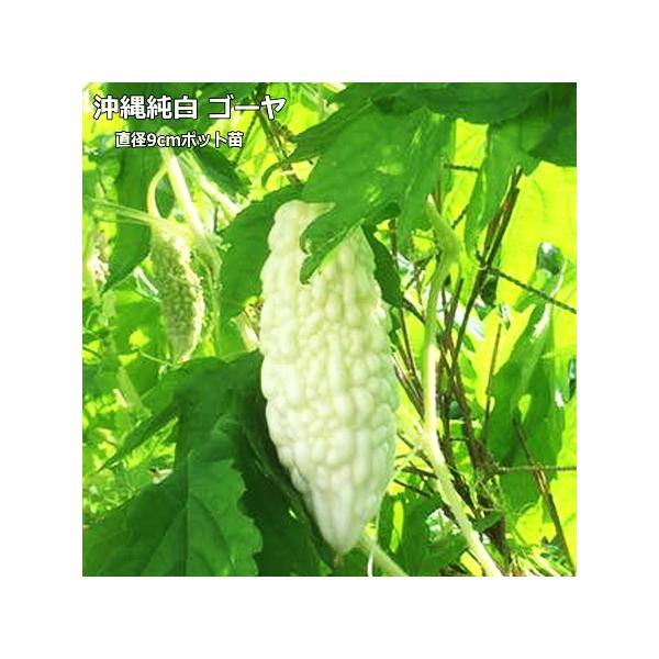 ゴーヤー 沖縄 純白 9cmポット苗