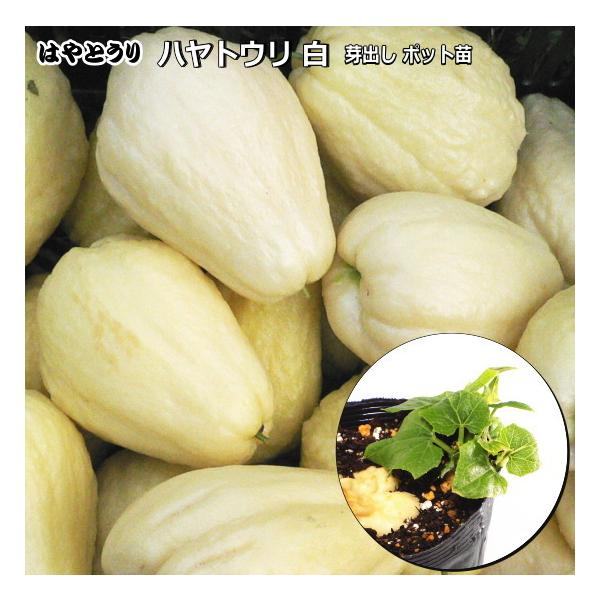 はやとうり 白色 芽出し苗　千成瓜 センナリウリ Chayote チャヨテ ハヤトウリ