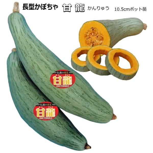 かぼちゃ 甘龍 かんりゅう 10.5cmポット苗 カボチャ