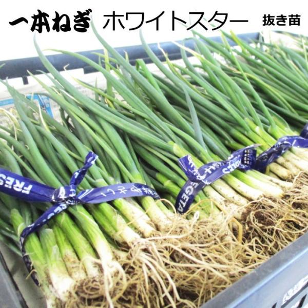 −特長−●値段が高くなる夏場に収穫できる「ねぎ」の流通が少なくなる夏に収穫できるので、家計に大助かりです！●作りやすい多収種 生育が旺盛で、首のしまりがよい多収種です。根張りもよいため、過乾湿に強く、土質を選びません。軟腐病やさび病にも耐病...