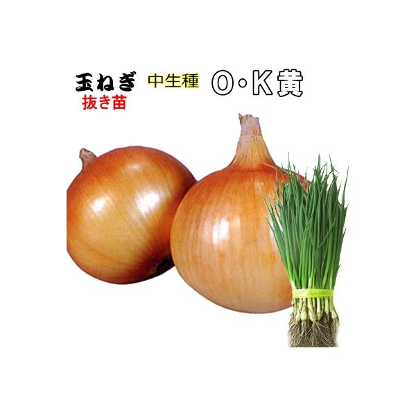 ●大口（1品種5,000本以上）注文の連絡先→　email ： haba-seed@xa2.so-net.ne.jp　　　fax：0265-36-5536【天候状況により、発送日が前後する場合があります】できるだけ元気な状態でお届けする為に...