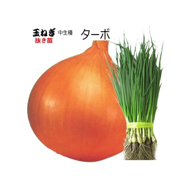 ●大口（1品種5,000本以上）注文の連絡先→　email ： haba-seed@xa2.so-net.ne.jp　　　fax：0265-36-5536【天候状況により、発送日が前後する場合があります】できるだけ元気な状態でお届けする為に...