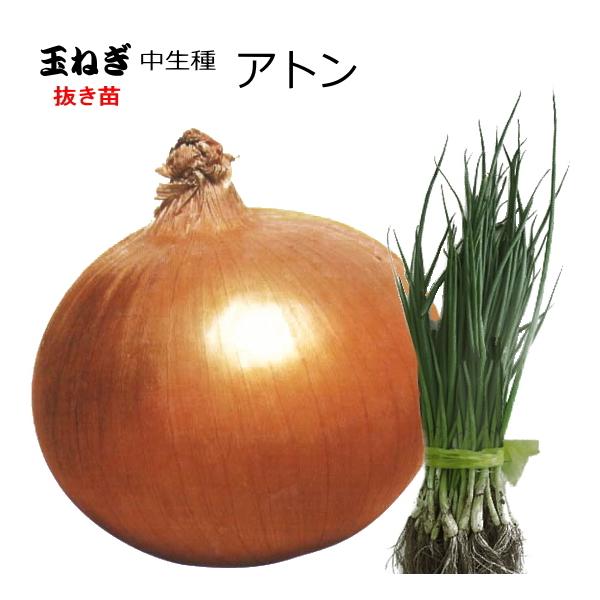 ●大口（1品種5,000本以上）注文の連絡先→　email ： haba-seed@xa2.so-net.ne.jp　　　fax：0265-36-5536【天候状況により、発送日が前後する場合があります】できるだけ元気な状態でお届けする為に...