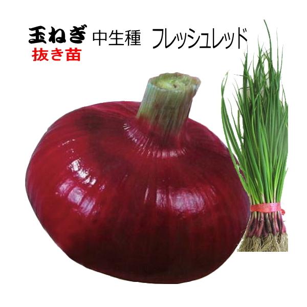 ●大口（1品種5,000本以上）注文の連絡先→　email ： haba-seed@xa2.so-net.ne.jp　　　fax：0265-36-5536【天候状況により、発送日が前後する場合があります】できるだけ元気な状態でお届けする為に...