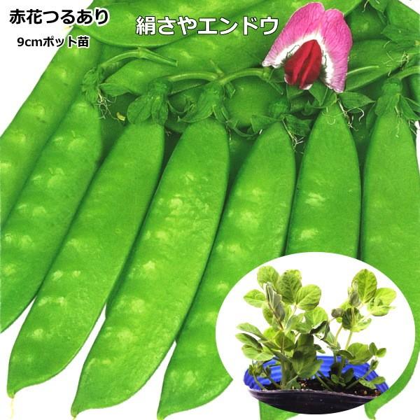 絹さやえんどう 【赤花 つるあり 】  9cmポット苗−特徴−極早生で病気に強く、たくさん収穫できる。長さ6〜7ｃｍのサヤ、肉厚で揃いが良く、やわらかでスジが気にならない。 −注意−酸性土壌と連作は避けます。収穫期間が長いので、つるの伸び始...