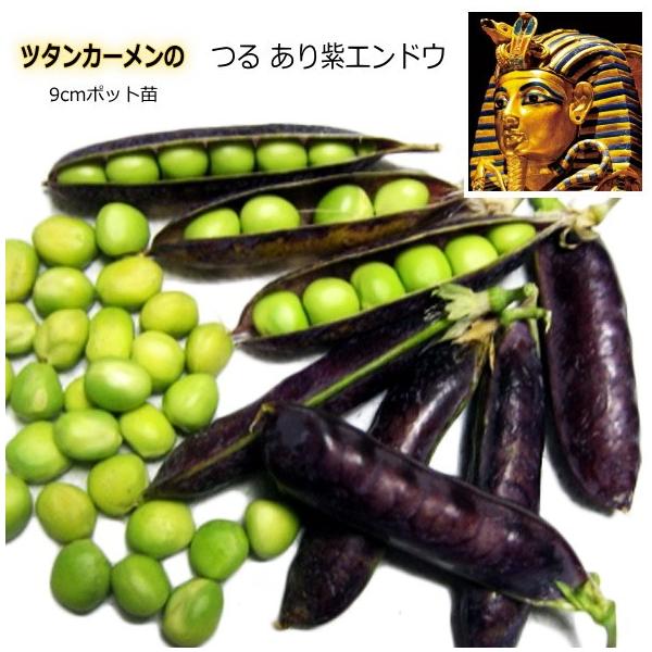 グリンピース（紫えんどう）【 ツタンカーメン 】  9cmポット苗−特徴−エジプト王家の墓の中から発見された、神秘とロマンのエンドウ。つるあリ赤花・赤実種、豆は緑色から茶色に変わるグリーンピース用です。豆ご飯にして蒸すと赤飯になります。−注...