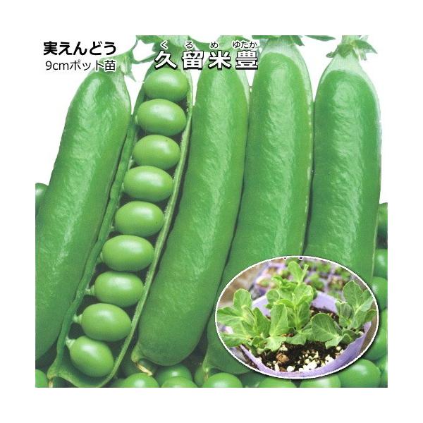 グリンピース（実えんどう）【 久留米豊（くるめゆたか） 】  9cmポット苗−特徴−大莢で特にむき実が大きく、甘みが強い実とり専用種。白花で耐寒性が強く、栽培容易な早生品種です。−注意−酸性土壌と連作は避けます。株間は30cm程度が推奨です...
