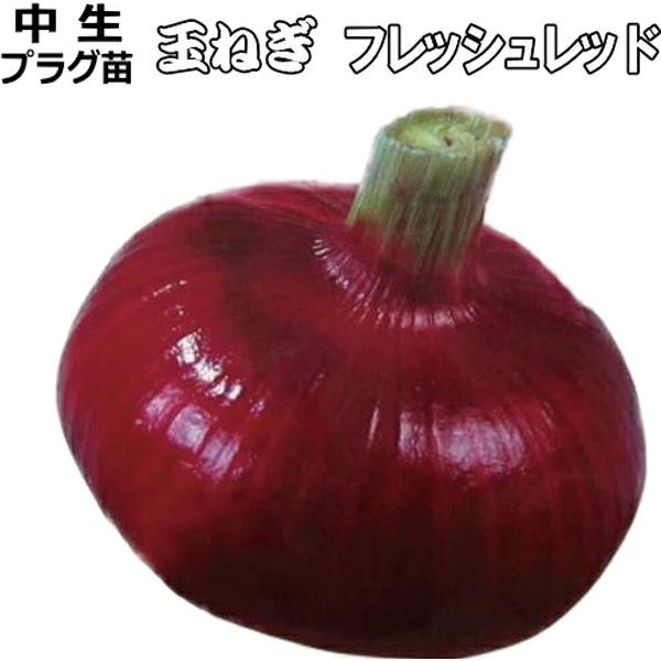 赤タマネギ　中生種 【 フレッシュレッド 】辛味が少なく甘みがあり、サラダにおすすめ！5月下旬から収穫し9月まで貯蔵可能。球は赤タマネギには珍しい甲高球でボリュームがあります。鮮やかな濃赤色の玉葱です。1月後半から追肥し、止め肥えは中間地や...