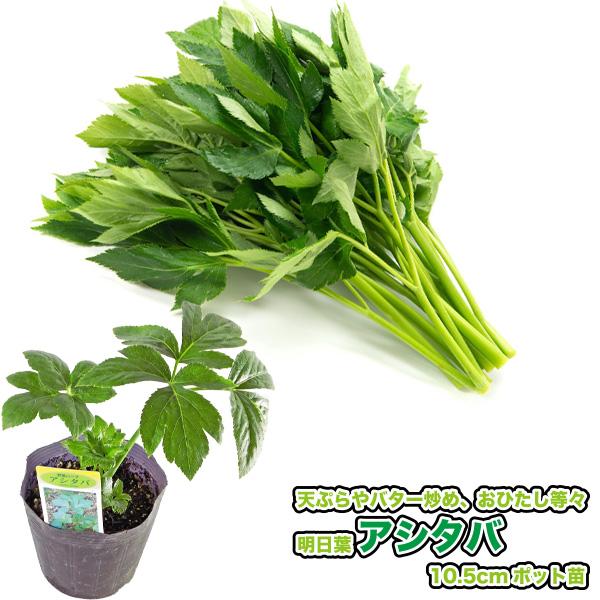 【 あしたば 】　9cmポット苗生育旺盛なセリ科の山菜（多年草）家庭菜園で簡単に栽培できます。セリに似た香りがあり、特有のほろ苦さが特徴。青汁の原料としても有名です。主に若葉を摘んで調理します。香りと味に独特のクセがあるため、天ぷらやバター...