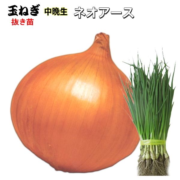 ●大口（1品種5,000本以上）注文の連絡先→　email ： haba-seed@xa2.so-net.ne.jp　　　fax：0265-36-5536【天候状況により、発送日が前後する場合があります】できるだけ元気な状態でお届けする為に...