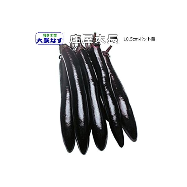接ぎ木 なす 庄屋大長 10.5cmポット苗 茄子