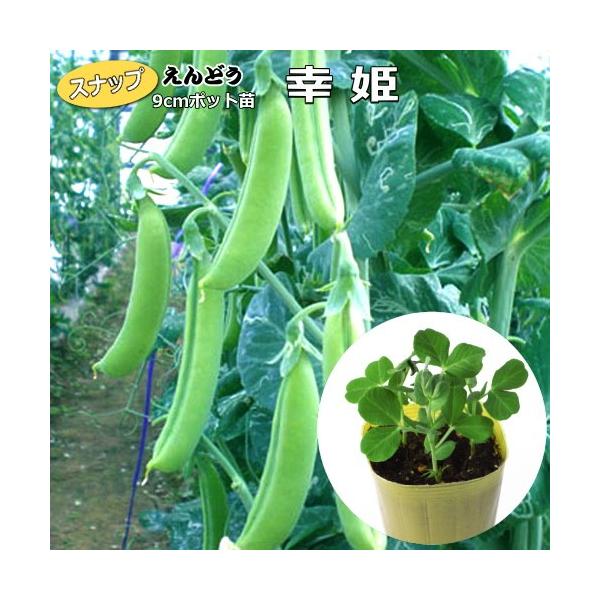 スナップえんどう 【 幸姫（さちひめ）】  9cmポット苗−特徴−中莢タイプ太めの肉厚さや！プリップリッで、お口の中でプチンッ！とはじける食感がたまらない！−注意−酸性土壌と連作は避けます。収穫期間が長いので、つるの伸び始め、開花期、収穫始...