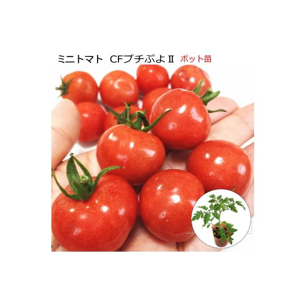 実生 ミニトマト ＣＦプチぷよ2　10.5cmポット苗