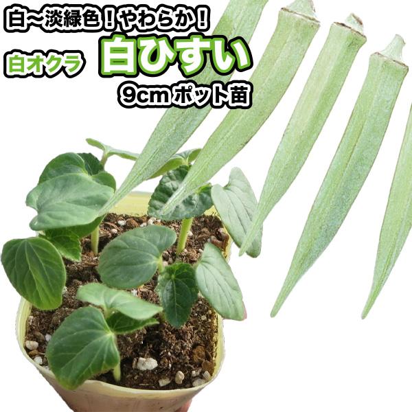 白オクラ【 白ひすい 】9cmポット苗