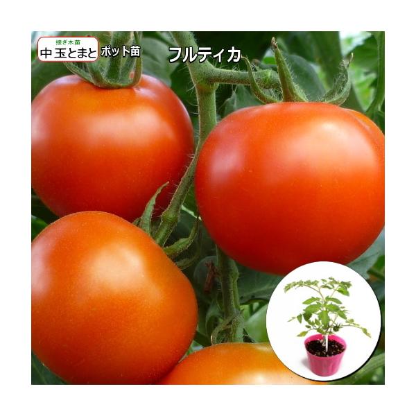 接ぎ木 中玉トマト フルティカ 9cmポット苗