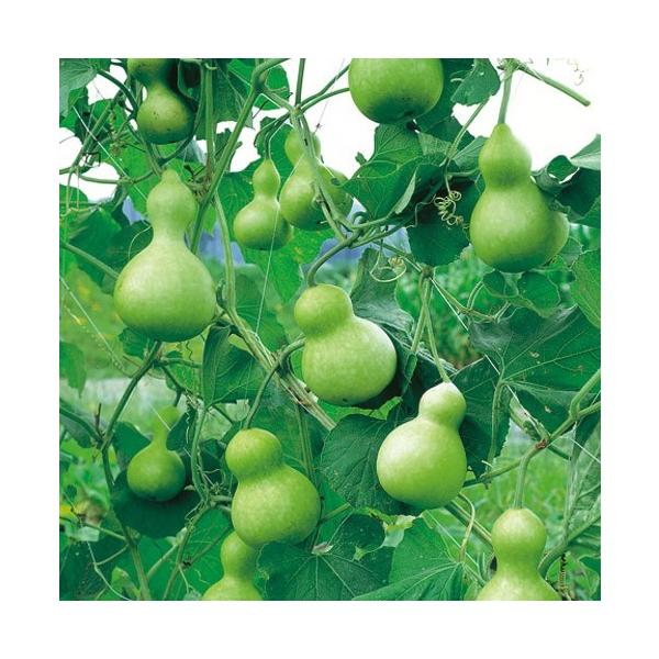 ヒョウタン 千成 ひょうたん 9cmポット苗 兵丹