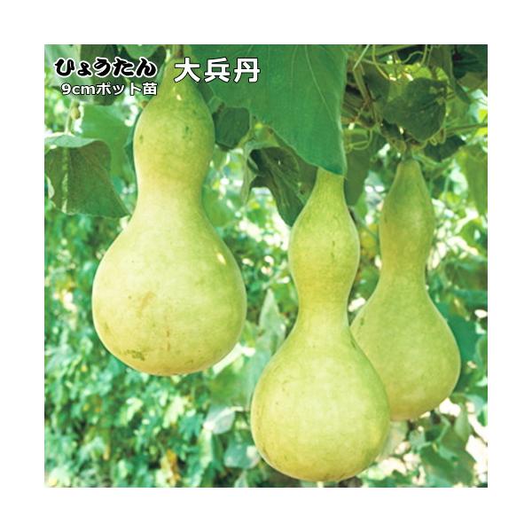 ヒョウタン 大 ひょうたん 9cmポット苗 兵丹
