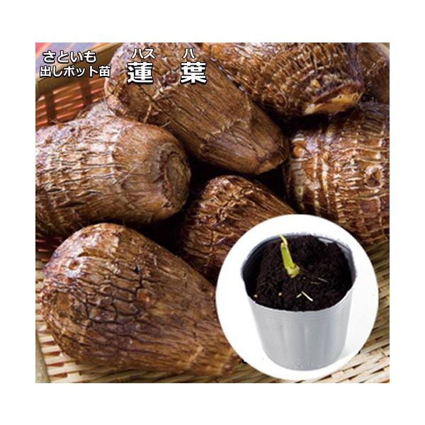 さといも 【 蓮葉（はすは）】 芽出しポット苗