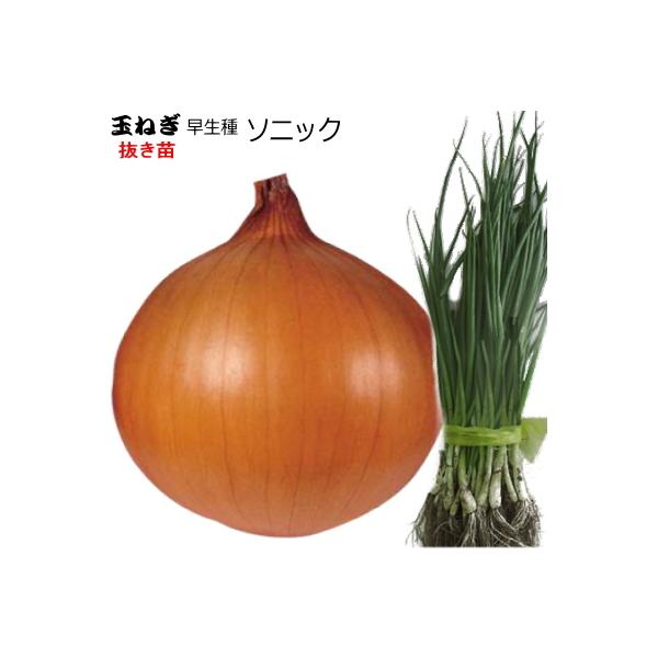 ●大口（1品種5,000本以上）注文の連絡先→　email ： haba-seed@xa2.so-net.ne.jp　　　fax：0265-36-5536【天候状況により、発送日が前後する場合があります】できるだけ元気な状態でお届けする為に...