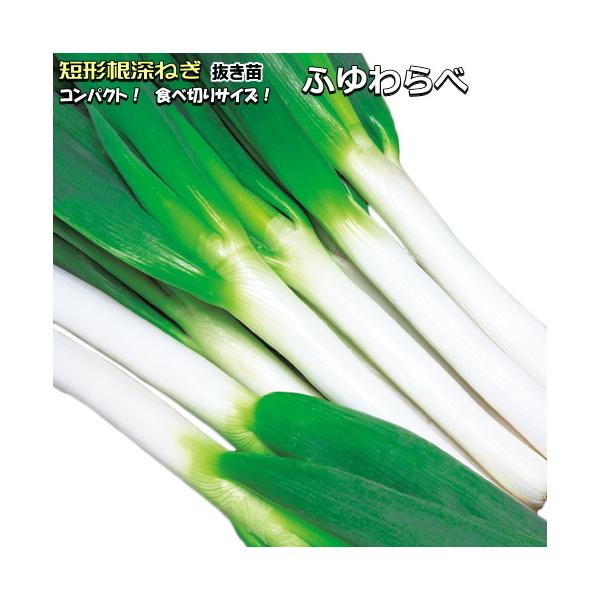 【農林水産省 登録品種（登録名：ふゆわらべ）】 −特長−●栽培しやすい 従来の根深ネギと比べて栽培期間が短く、土寄せ回数も少なくて済み、手間を掛けずに栽培できます。 苗の植えつけは春（3月中旬〜4月下旬）か夏（7月上旬〜8月上旬）。初心者に...