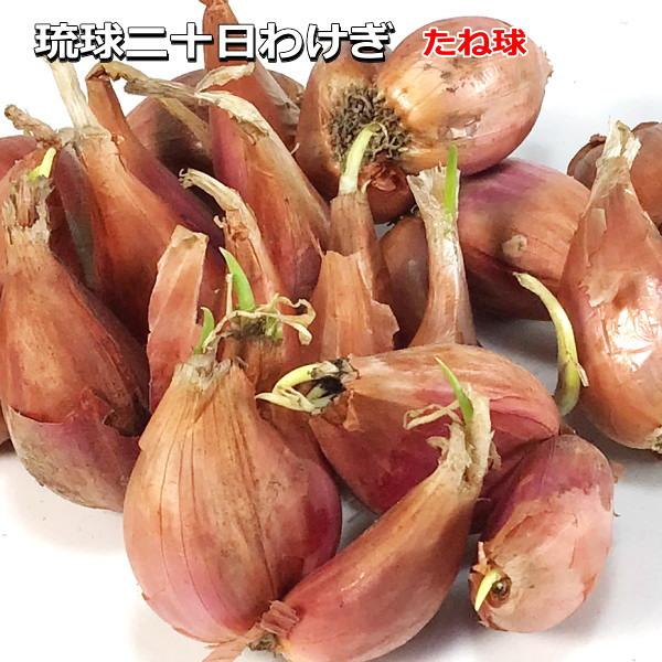 琉球二十日わけぎ　たね球 200g