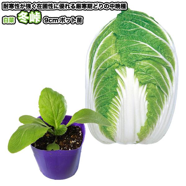 白菜【 冬峠 】9cmポット苗／ハクサイ