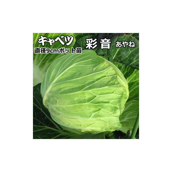 キャベツ 彩音 あやね 9cmポット苗