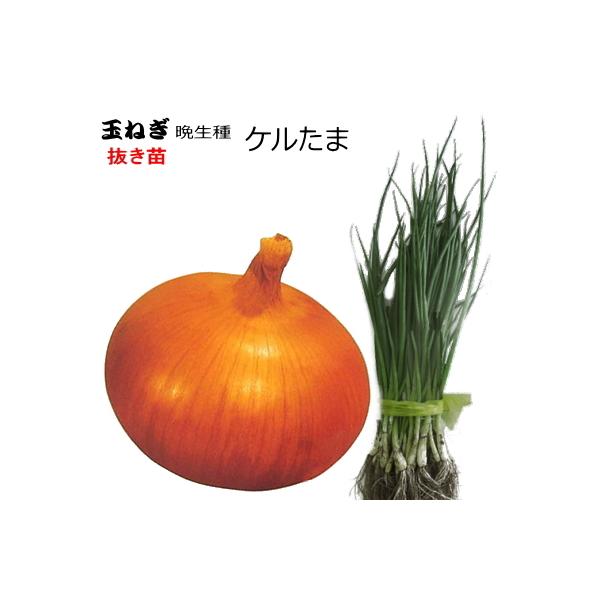 ●大口（1品種5,000本以上）注文の連絡先→　email ： haba-seed@xa2.so-net.ne.jp　　　fax：0265-36-5536【天候状況により、発送日が前後する場合があります】できるだけ元気な状態でお届けする為に...