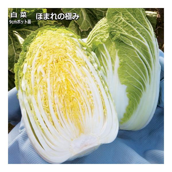 白菜 ほまれの極み 9cmポット苗 ハクサイ