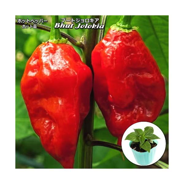 ホットペッパー Bhut Jolokia ブートジョロキア 9cmポット苗 トウガラシ