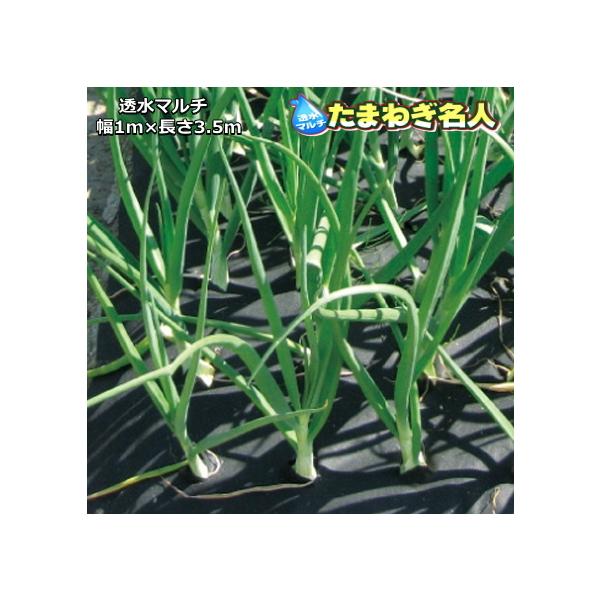 透水 マルチ たまねぎ名人 1mｘ3.5ｍ 玉ねぎ100本植え分