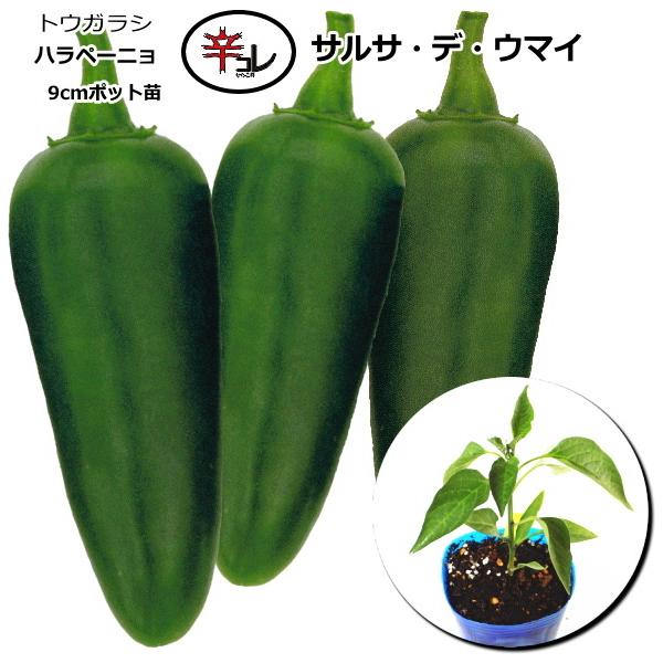 辛とうがらし サルサデウマイ 9cmポット苗 トウガラシ
