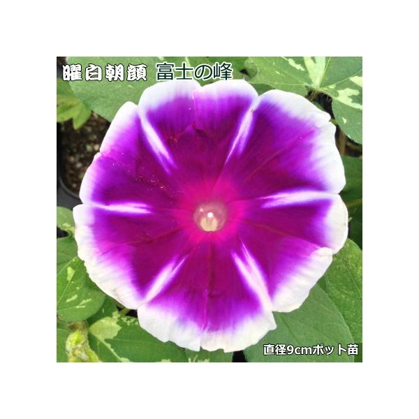曜白朝顔 富士の峰 9cmポット苗 富士シリーズ