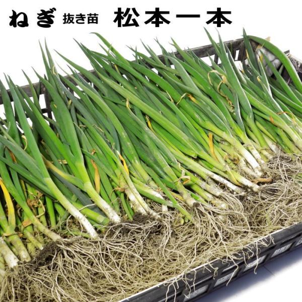 −特長−長野県の伝統野菜！　積雪地でも越冬力に優れ、早春の寒い時期でもよく成長してくれます。やわらかく甘味が強いので刻んでねぎ味噌にも多く利用されています。「下仁田葱」と同じ加賀群に属する品種で、冬季に休眠する一本ネギです。全長90セcm程...