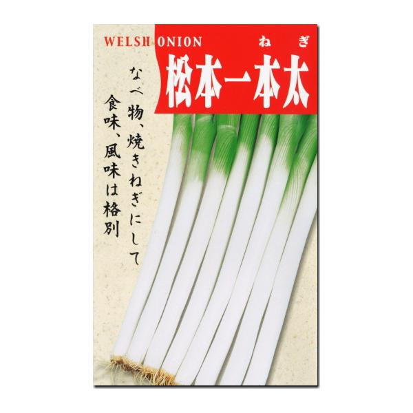 ネギ 種子 松本一本太葱 40ml ねぎ