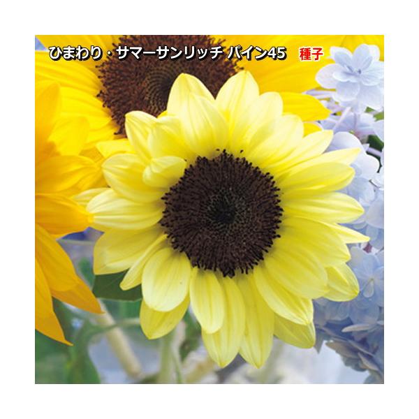 ひまわり 種子 タキイ交配 ひまわり・F1サマーサンリッチ パイン45